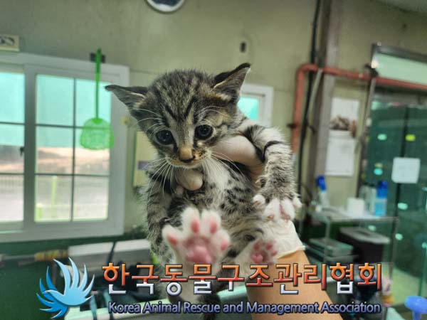 한국동물구조관리협회_411323202401024